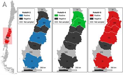 Case Report: First Report and Phylogenetic Analysis of Porcine Astroviruses in Chile